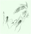 honidancers
